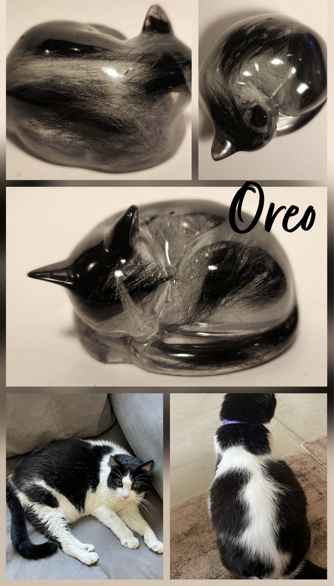 Different angles of the resin cast of Oreo and real life photo for comparison