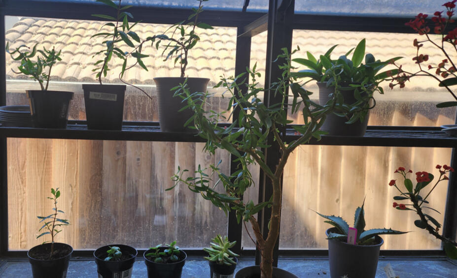 Plants in the window Plants in the window