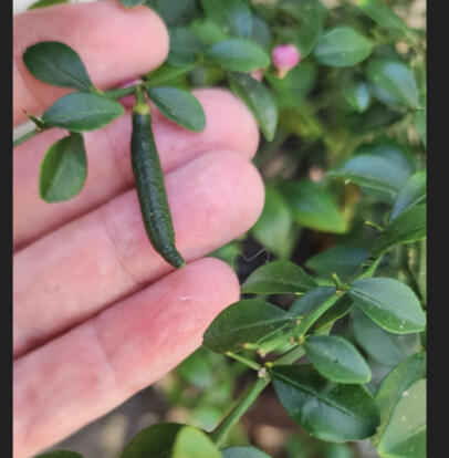 My mardarin lime tree fruiting My mardarin lime tree fruiting