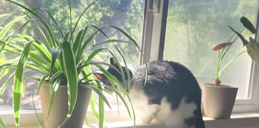 Bruce eating a spider plant Bruce eating a spider plant