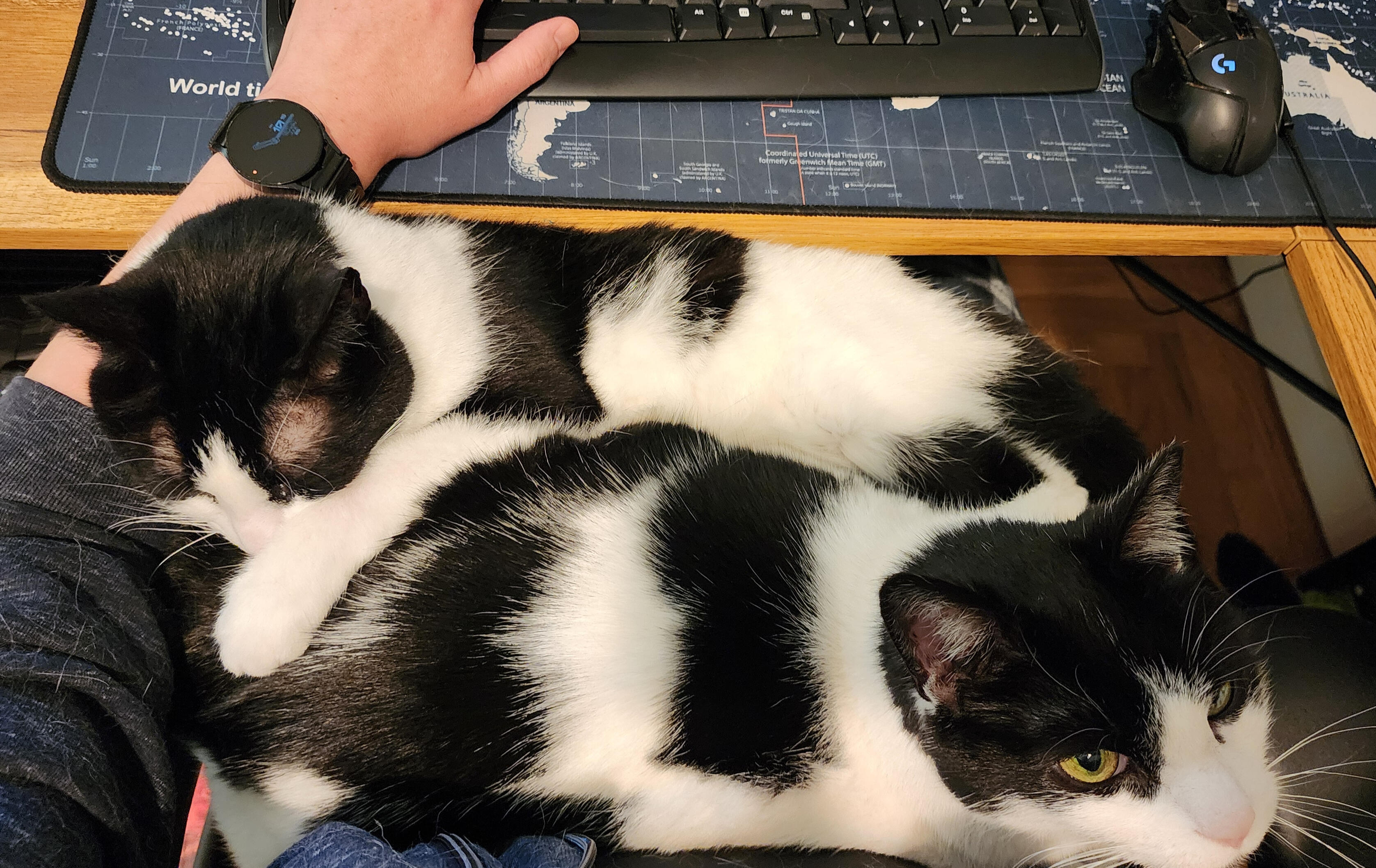 Bruce and Wheeler fighting for lap space Bruce and Wheeler fighting for lap space