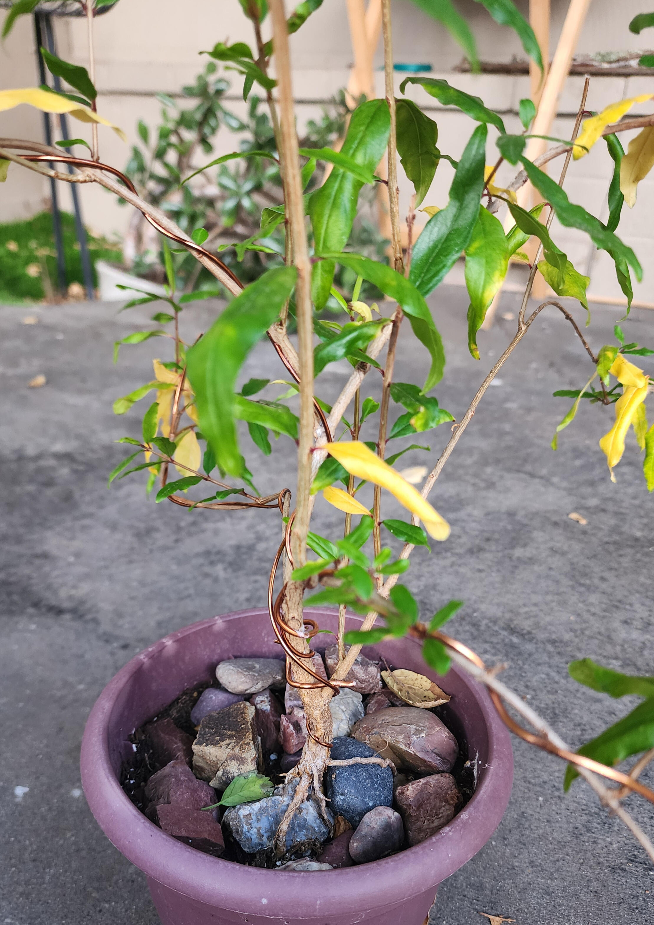 My pomegranate bonsai