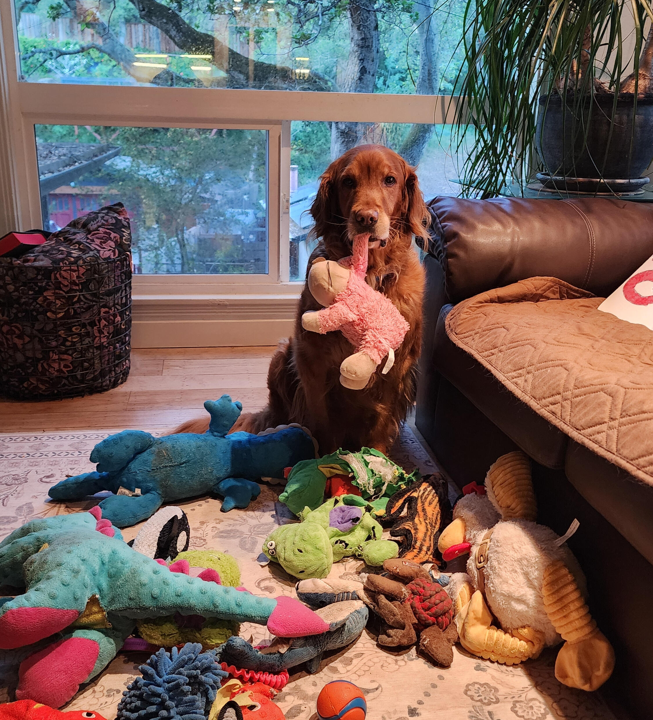 Livy looking pleased with her choice of toy